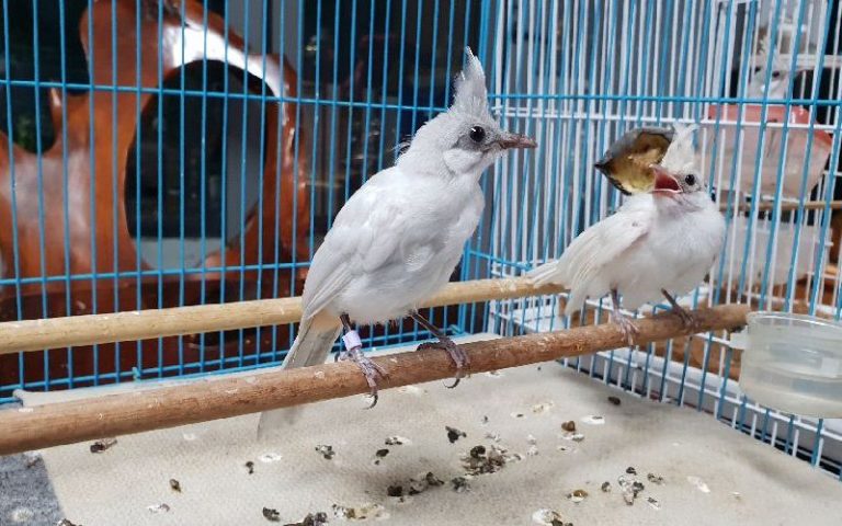Chim chào mào bị tiêu chảy
