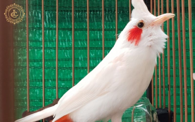 chim chao mao nuoi nhot Chim chào mào nuôi nhốt sống được bao lâu?