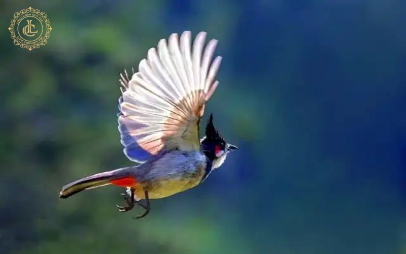 tuoi tho chim chao mao trung binh Tuổi thọ chim chào mào trung bình là bao nhiêu năm?